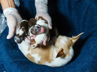 Caesarean Sections in Dogs: Vet Approved Info & Care Tips