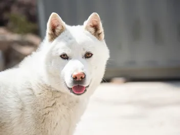 7 Korean Dog Breeds: Info, Pictures & History