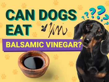 Can Dogs Have Balsamic Vinegar? Vet-Reviewed Facts You Should Know!