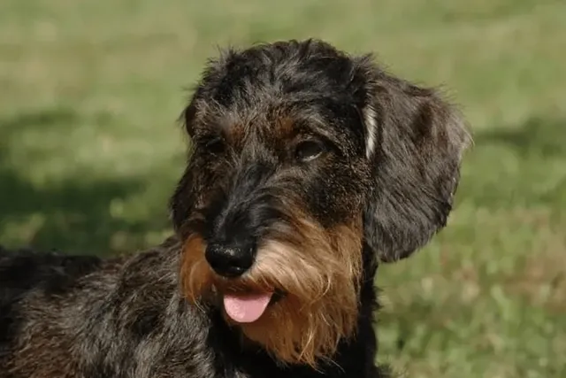 Bowzer (Basset Hound & Mini Schnauzer Mix) Dog Breed: Info, Pictures, Care & Traits
