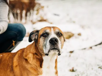 Golden Boxer (Golden Retriever & Boxer Mix): Info, Pictures, Care & More