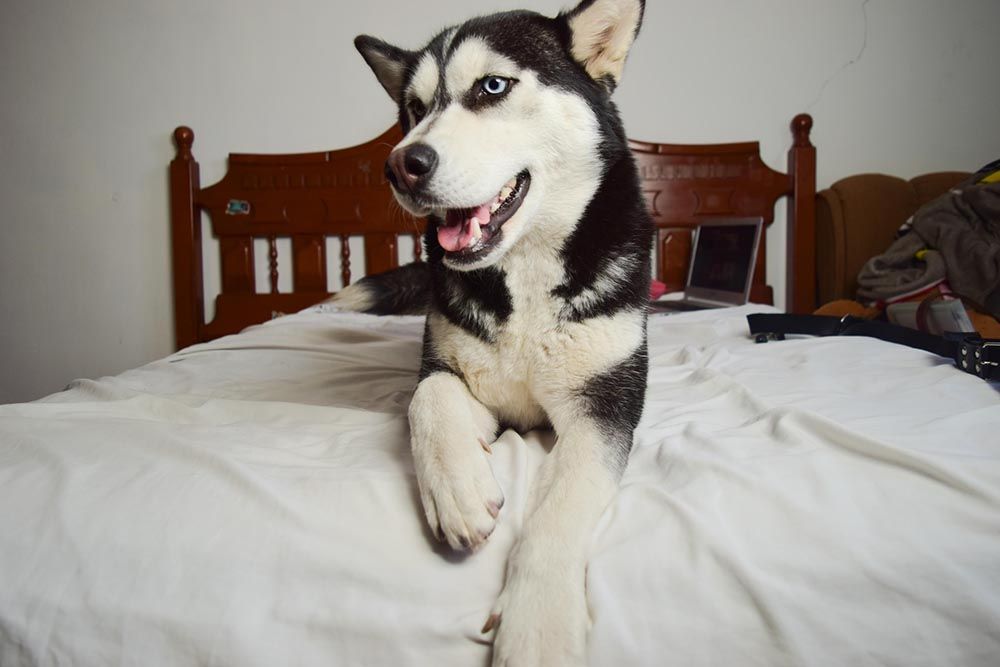 siberian husky scratching bed sheet