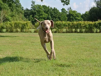 How Fast Can a Weimaraner Run? Vet-Reviewed Facts & FAQ