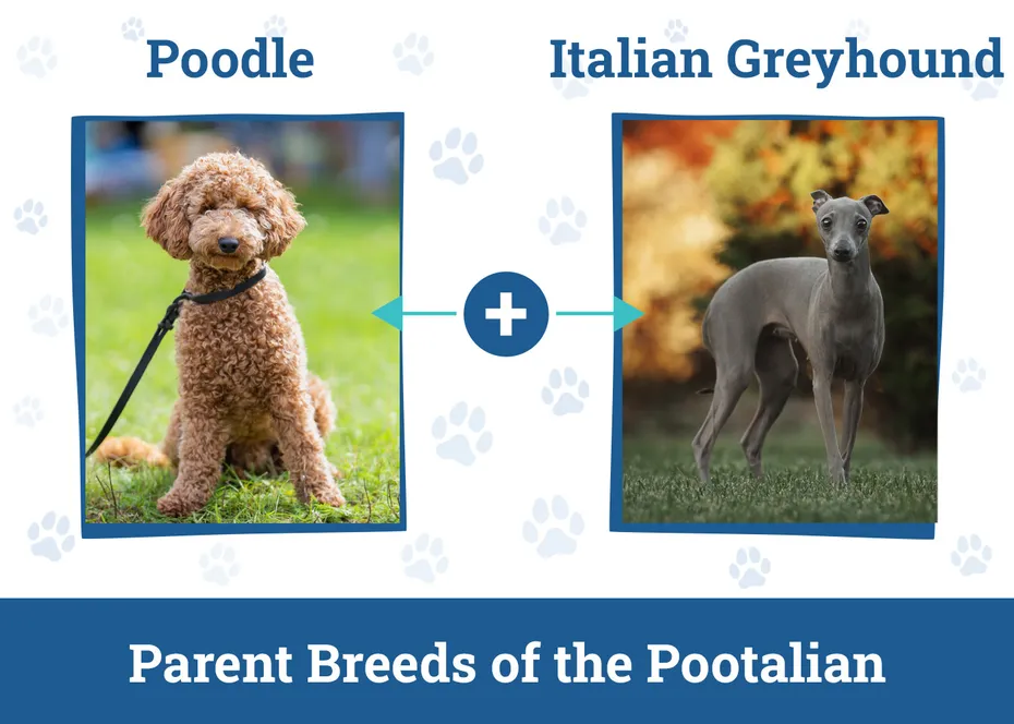 Parent Breeds of the Pootalian