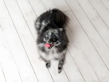 Merle Pomeranian: Info, Pictures, Origin & History