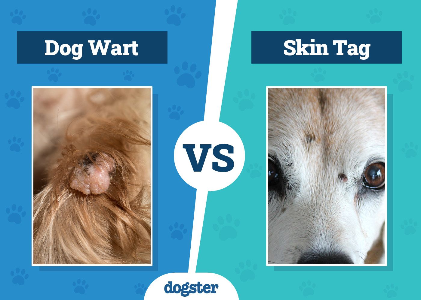 Dogster_Dog Wart vs Skin Tag