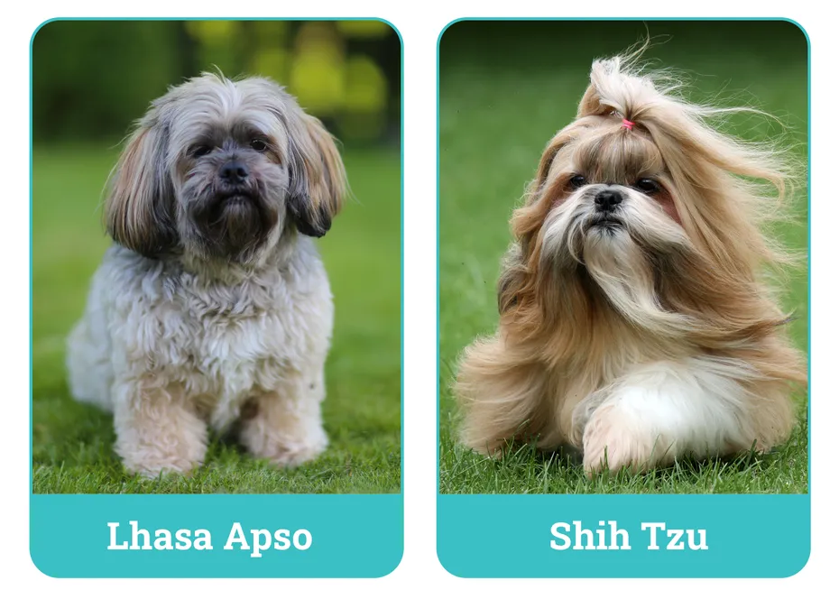 Lhasa Apso vs Shih Tzu