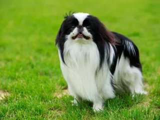 Japanese Chin Dog Breed: Info, Pictures, Facts & Traits