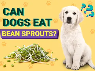 Can Dogs Eat Bean Sprouts? Vet-Verified Benefits & Precautions
