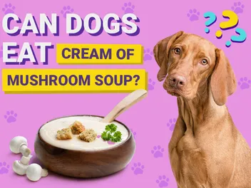 Can Dogs Eat Cream of Mushroom Soup? Vet-Verified Nutrition Facts & Info