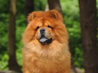 15 Dog Breeds Who Look Like Bears: Info, Pictures, Origin & More