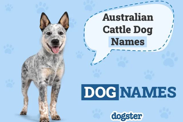 200 Popular Dog Names for Australian Cattle Dogs: Fun Ideas For Your Pup