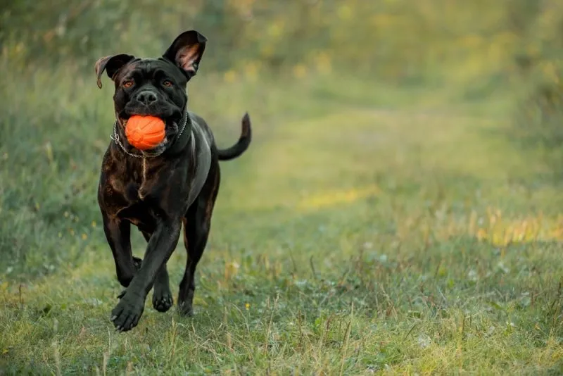 cane corso dog running outdoor with a ball in its mouth