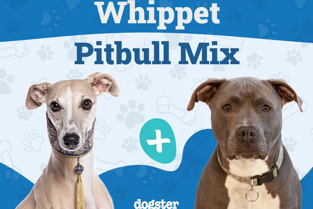 Whippet Pitbull Mix: Info, Pictures, Care & More