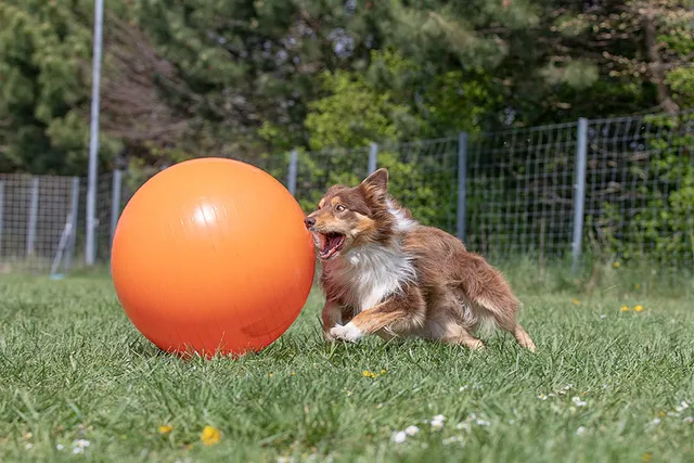 Treibball for Dogs: What It Is & How to Get Started