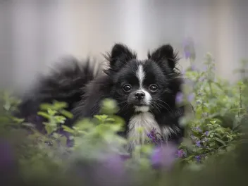 Catnip for Dogs: Vet-Verified Effects, Safety & Alternatives