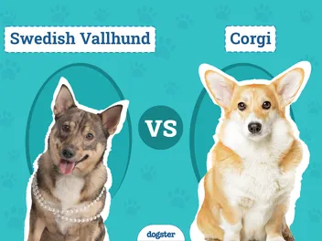 Swedish Vallhund vs Corgi: Main Differences (With Pictures)