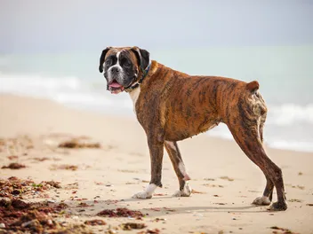 Are Boxers Good for First-Time Dog Owners? Read Before You Get One! (Vet-Reviewed)