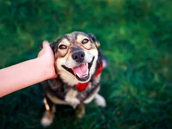 How to Make a Dog Happy: 13 Tips to Make Your Pups Day