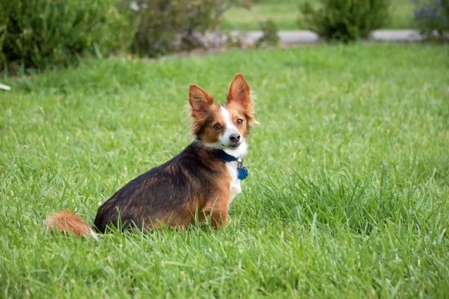 Papastzu (Papillon & Shih Tzu Mix) Dog Breed: Info, Pictures & Care Guide