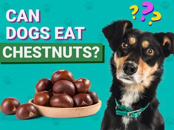 Can Dogs Eat Chestnuts? Vet-Verified Nutrition Facts & Info