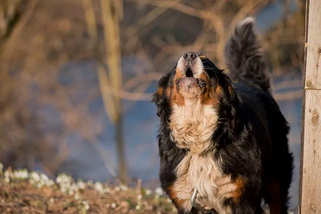 How Much Do Bernese Mountain Dogs Bark? Getting to Know Your Pet