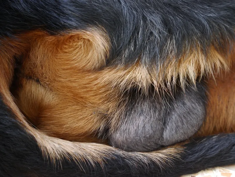 dog testicles