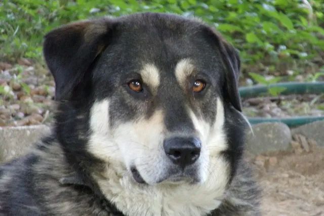 Alaskan Malador Dog Breed: Info, Pictures, Care Guide & More