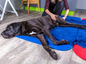 How to Massage a Dog with Arthritis: 6 Expert Tips (Vet Answer)