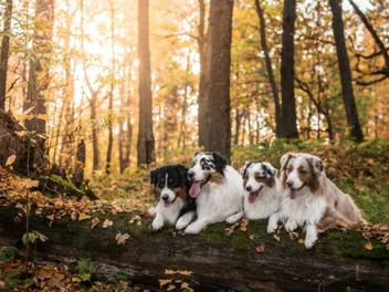Are Australian Shepherds Aggressive? Breed Temperament Explained