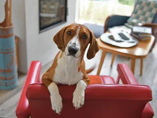 How Much Does a Dog Cost? 2026 Price Guide