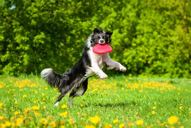 Do Dogs Get Spring Fever? Vet-Verified Behavior Explained