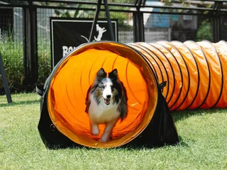 5 DIY Dog Playground Plans You Can Make Today (With Pictures)