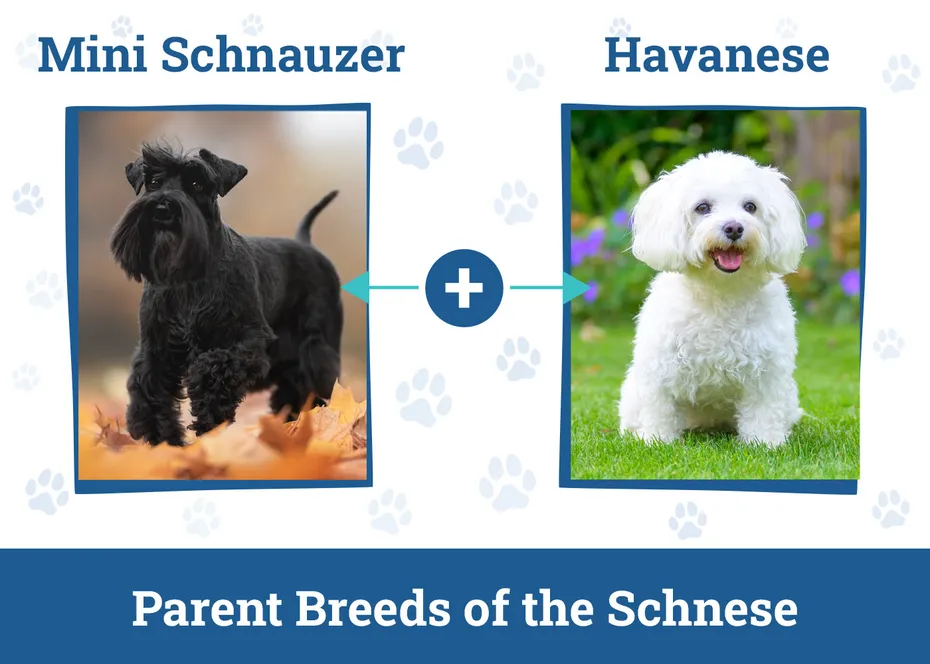 Parent Breeds of the Schnese