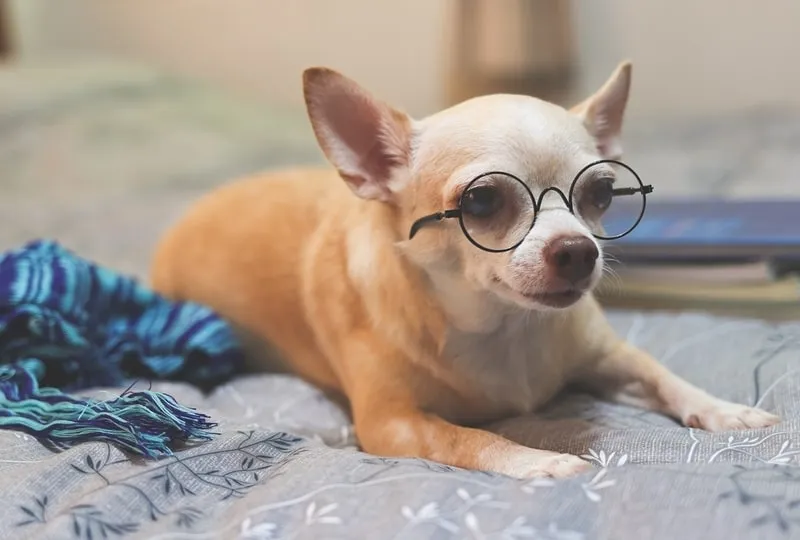 chihuahua-dog-wearing-eye-glasses