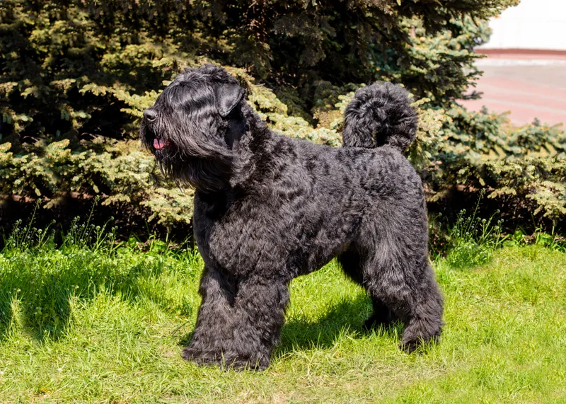 The Bouvier des Flandres stands on the green grass