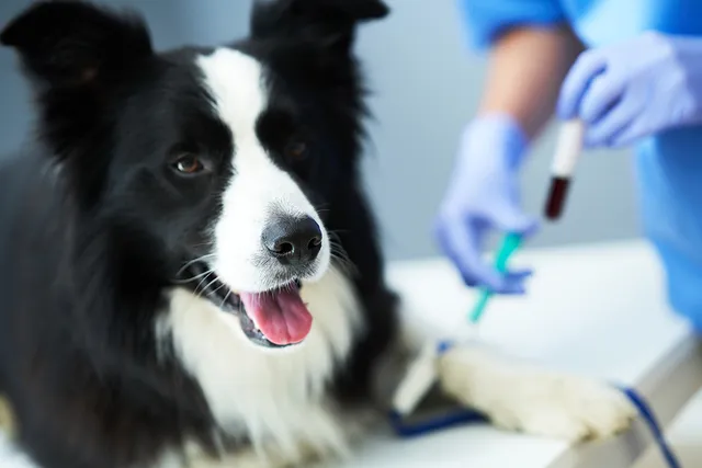 Do Dogs Have Different Blood Types? Vet-Verified Facts & Info