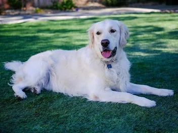 Will Golden Retrievers Attack People? Breed Facts & FAQ