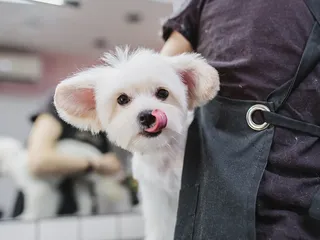 How to Groom a Maltese: 10 Vet-Approved Tips