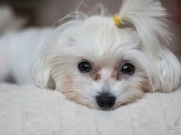 Maltese Tear Stains: Vet-Reviewed Signs, Causes & Care