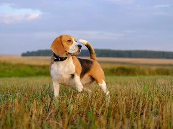 4 Common Types of Beagles (With Pictures)