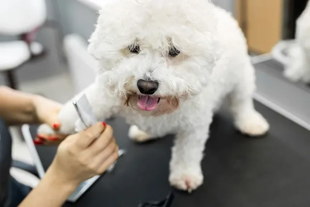 12 Bichon Frise Grooming Tips: Bathing, Hair Cuts & Teeth