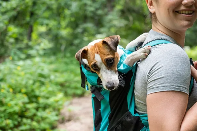 10 Benefits of Traveling With Dogs for You & Your Pet