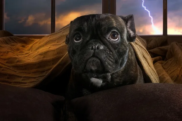 Dog Scared of Thunder? 6 Ways to Help