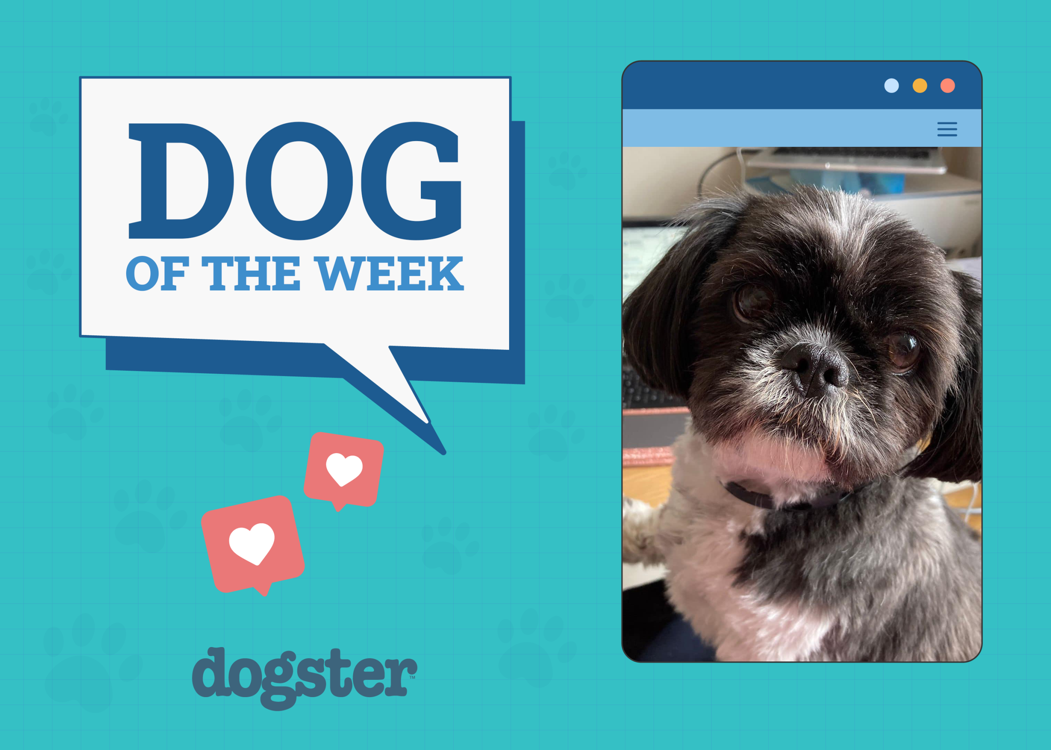 Ddog winner