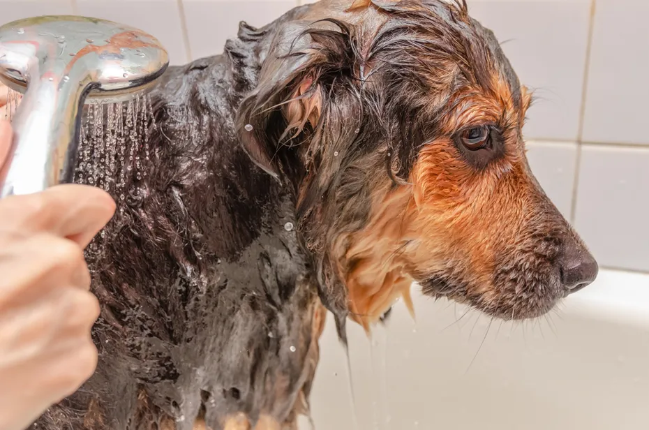 German shepherd takes a bath