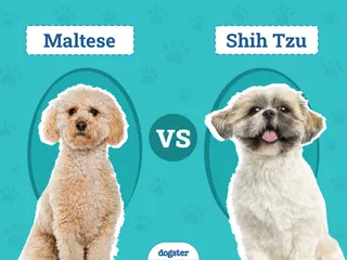 Maltese vs. Shih Tzu: The Differences (With Pictures)
