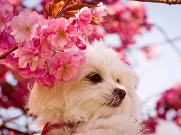 Chi Apso (Chihuahua & Lhasa Apso Mix): Info, Pictures, Care & More