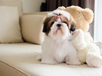 How Much Does a Puppy Cost to Buy and Raise? 2026 Pricing Update