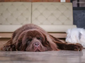 10 Newfoundland Dog Health Conditions: Vet-Approved Signs & What to Do
